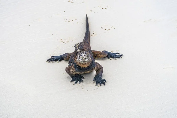 Marine Iguana op het strand — Stockfoto