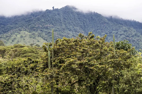 Nambillo rain forest in Ecuador — Stock Photo, Image