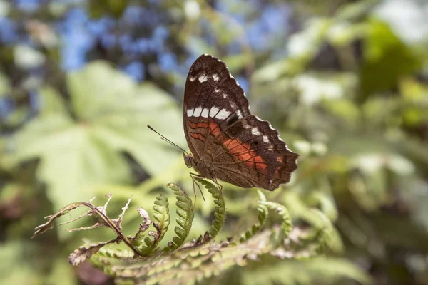 Detail of colorful butterfly in the jungle — Stock Photo, Image