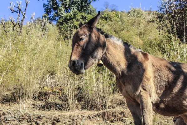 Mulis in Nepal per il trasporto merci — Foto Stock