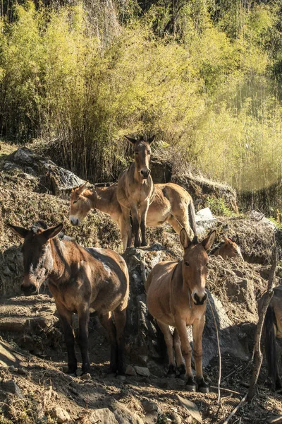 Mulis in Nepal for goods transportation — Stock Photo, Image