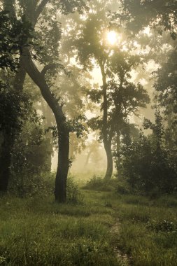 Nepal 'deki Chitwan Ulusal Parkı