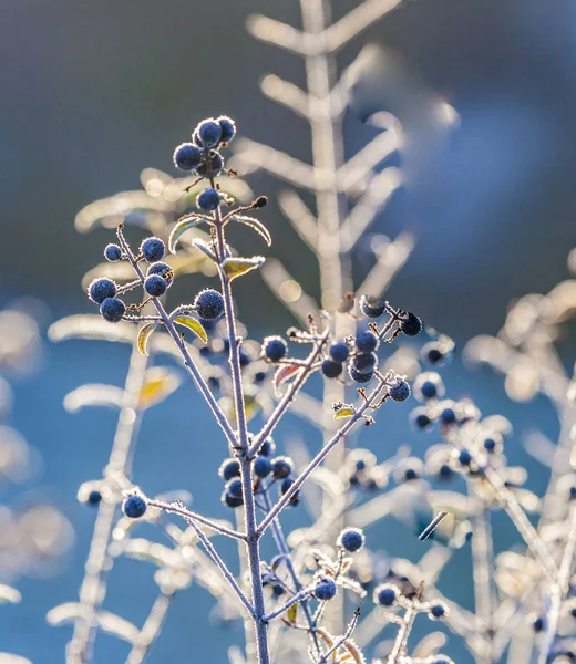 Detail of frozen blue berry — Stock Photo, Image