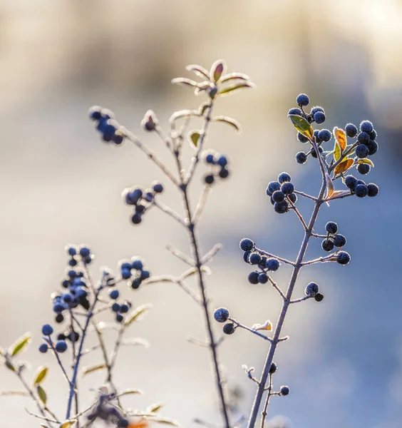 冷冻蓝莓的细节 — 图库照片