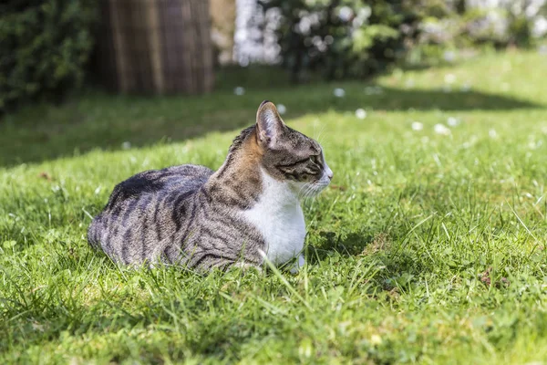 Cat enjoys relaxing at the green i — Stock Photo, Image