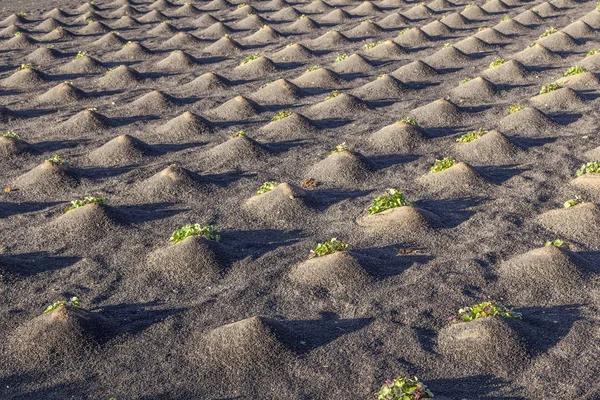 Modèle de champ avec des légumes poussant sur la terre volcanique — Photo