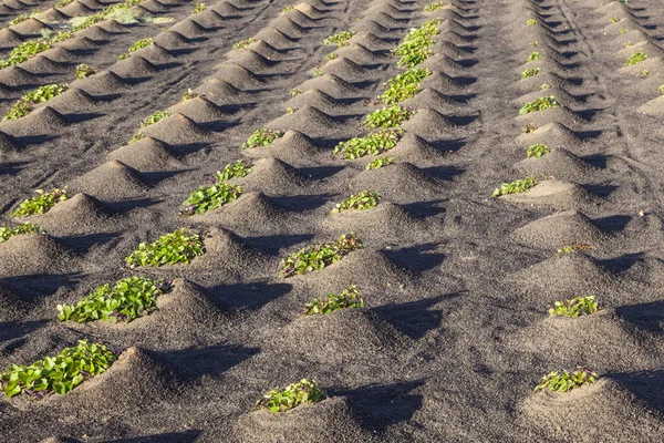 Patrón de campo con verduras que crecen en la tierra volcánica — Foto de Stock