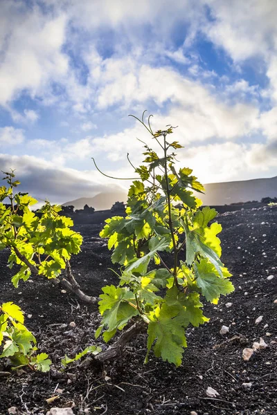 Belas plantas de uva crescem em solo vulcânico em La Geria — Fotografia de Stock
