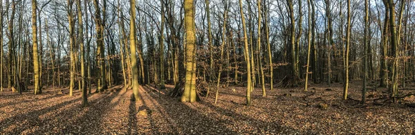 Paisaje forestal en invierno a la luz de la mañana — Foto de Stock