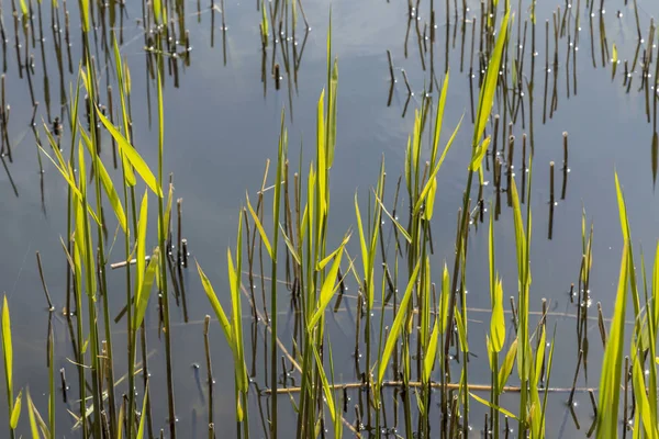 Reed grass in the backwater — Stock Photo, Image