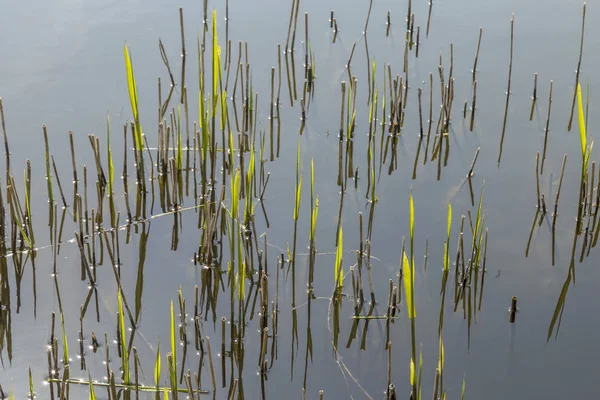 Reed grass in the backwater — Stock Photo, Image