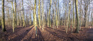 Güneş doğal meşe ormanında