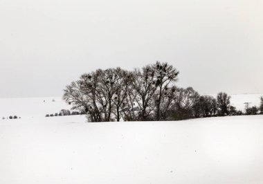 Karda beyaz buz gibi ağaçlar manzara kaplı