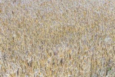 Olgun mısır mısır tarlasında ayrıntı paterni