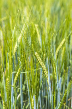 Olgun mısır mısır tarlasında ayrıntı paterni