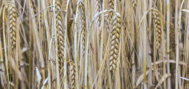 Olgun mısır mısır tarlasında ayrıntı paterni