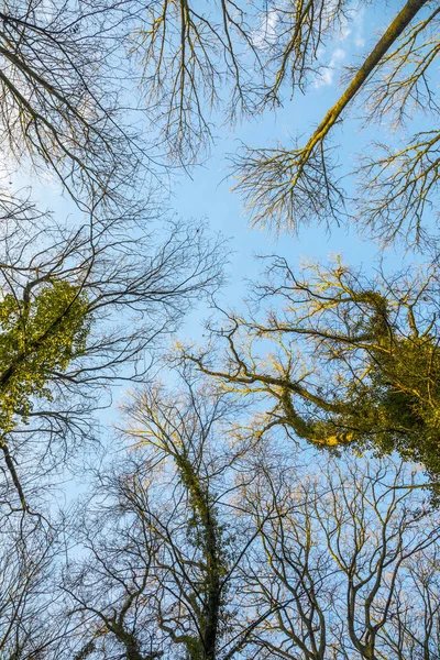 Vista verso il cielo nella foresta di querce in inverno — Foto Stock