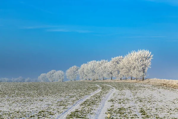 Vita isiga träd i snö täckta landskap — Stockfoto