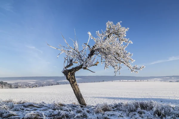 Weiße eisige Bäume in schneebedeckter Landschaft — Stockfoto