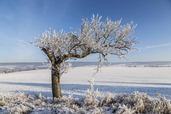 Vita isiga träd i snö täckta landskap — Stockfoto