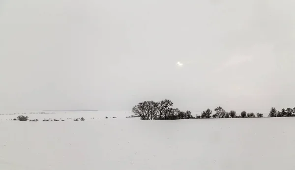 Arbres blancs glacés dans le paysage enneigé — Photo