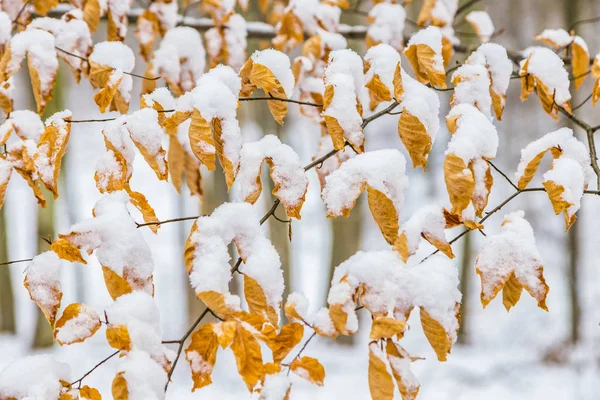 Folhas na cor de outono coberta pela neve — Fotografia de Stock