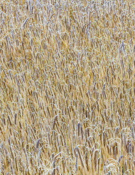 Modello di mais maturo nel campo di mais in dettaglio — Foto Stock