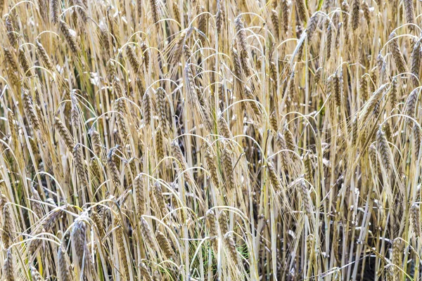 Patrón de maíz maduro en el campo de maíz en detalle — Foto de Stock