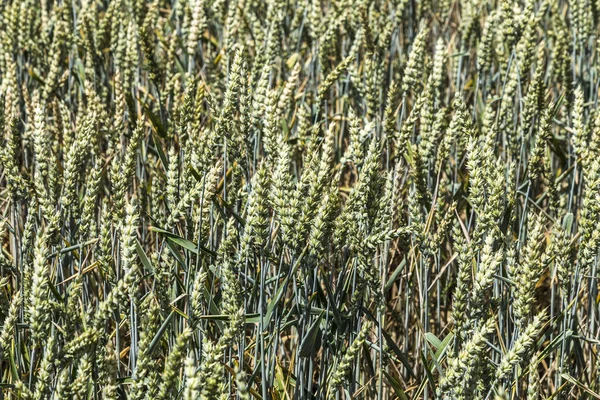 Mönster av mogen säd i majsfält i detalj — Stockfoto