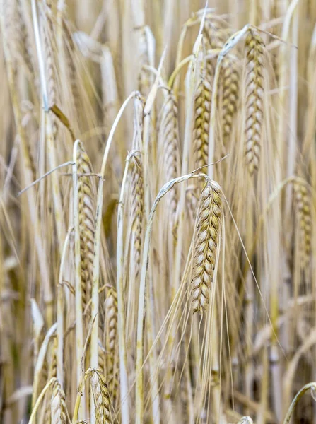 Patroon van rijpe maïs in maïsveld in detail — Stockfoto