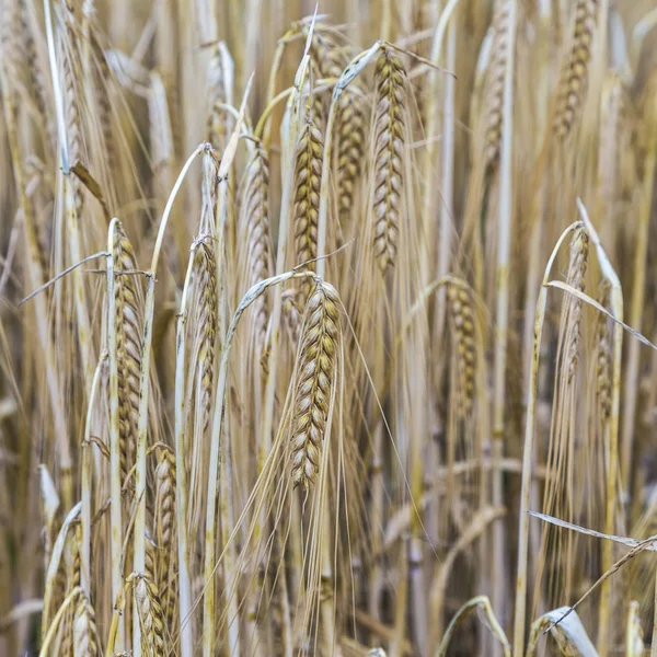 Vzorek ze zralého obilí v kukuřičném poli v detailu — Stock fotografie
