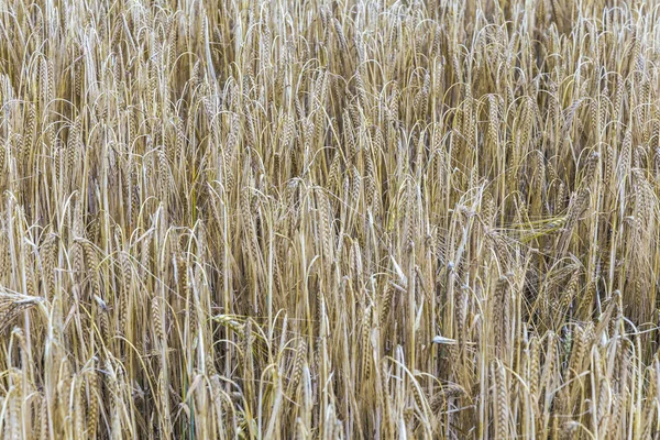 Mönster av mogen säd i majsfält i detalj — Stockfoto