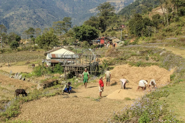Люди, помогающие молоть зерно для сбора урожая — стоковое фото