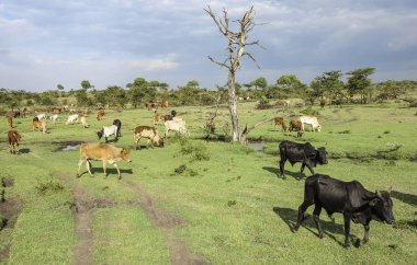 hayvanlar Masai Mara Milli Parkı'nda.