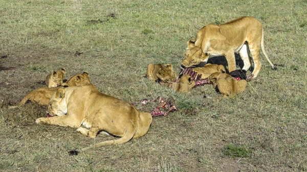Oroszlánok a Masai Mara Nemzeti Park — Stock Fotó