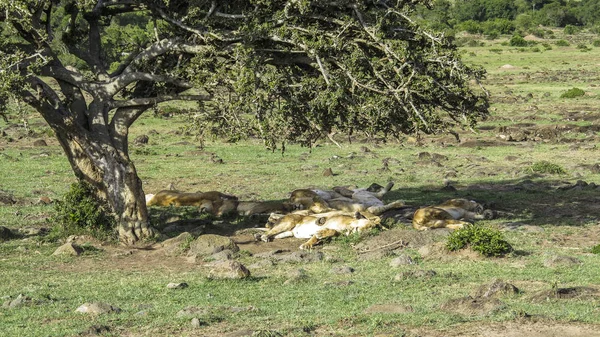 Leones relajarse bajo un árbol en el Parque Nacional Masai Mara . — Foto de Stock