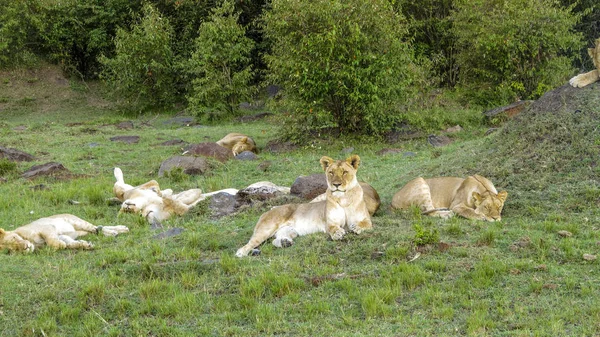 Lví rodina relaxuje v Masai Mara národní Park. — Stock fotografie