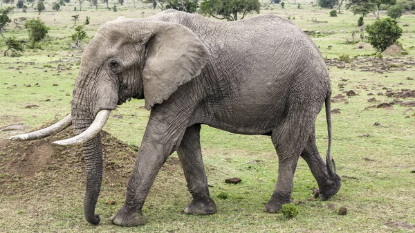 Elephants in Masai Mara National Park. — Stock Photo, Image