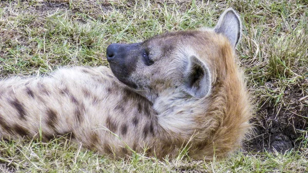 Divoké hyaenae v národním parku Masai Mara — Stock fotografie