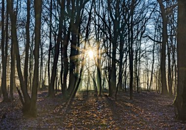 Güneş doğal meşe ormanında