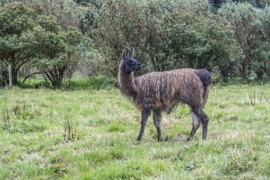siyah galapagos Lama grazes yeşil çayır 