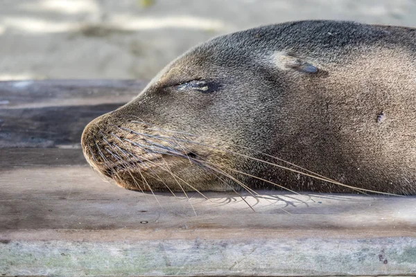 Robben entspannt am Strand — Stockfoto
