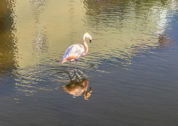 Rózsaszín flamingó: a Galapagos sziget — Stock Fotó