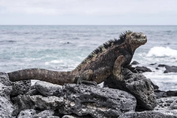 Iguana marinha na praia — Fotografia de Stock