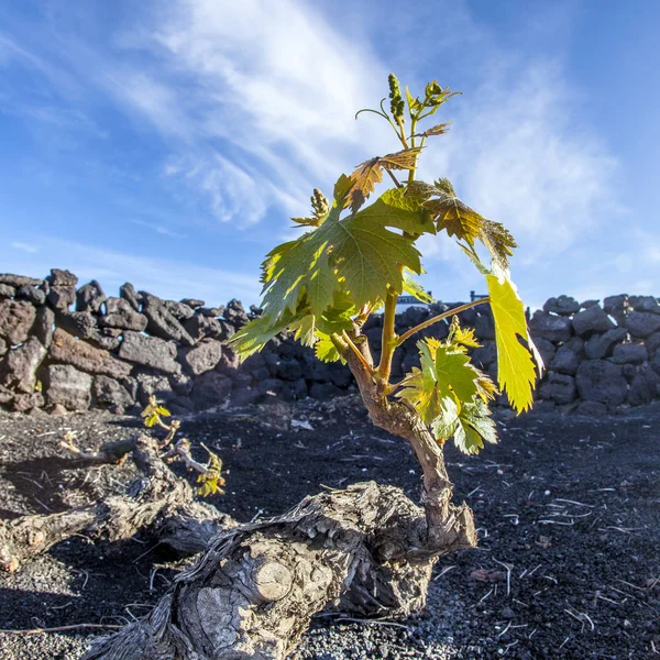 vineyard in Lanzarote island, growing on volcanic soil