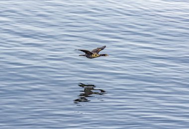 Pasifik Okyanusu üzerinden uçan karabatak