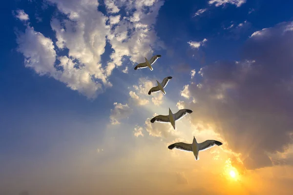 Bulutlar ve kuş sürüsü ile altın günbatımı — Stok fotoğraf