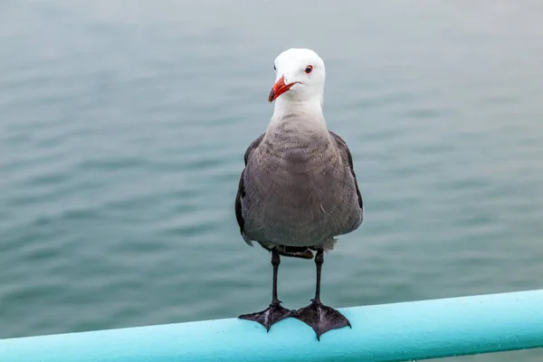 Seagull sitter vid piren på järnväg — Stockfoto