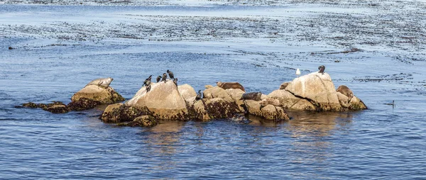 Морские львы, бакланы и другие птицы отдыхают на скале в Осе — стоковое фото