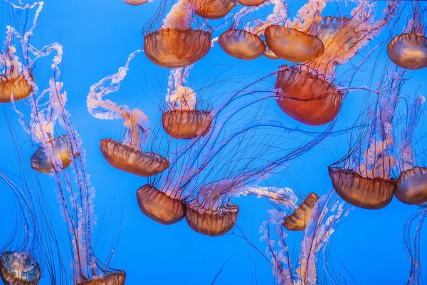 Jelly fish in the blue sea — Stock Photo, Image